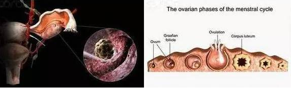 重慶送子鳥醫院,卵細胞排出