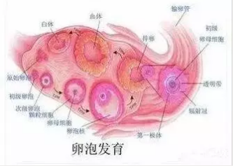 重慶送子鳥醫院