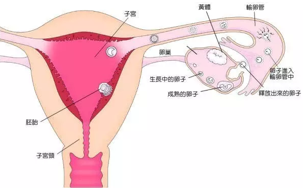 重慶送子鳥醫院