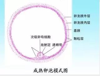 重慶送子鳥(niǎo)醫(yī)院