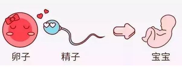 重慶送子鳥醫(yī)院,排卵障礙