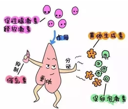 重慶送子鳥醫(yī)院