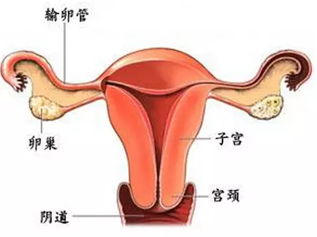 重慶送子鳥(niǎo)醫(yī)院