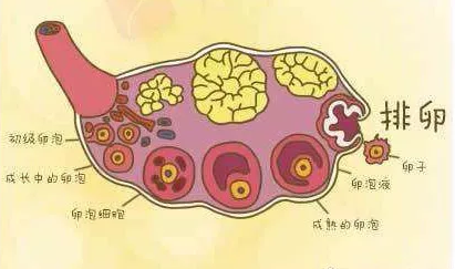 重慶送子鳥醫院